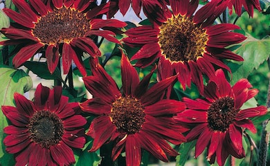 Cluster of red sunflowers