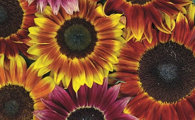 Different coloured sunflowers