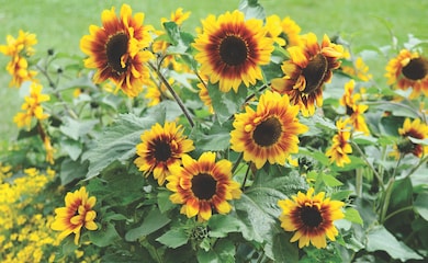 Red ringed sunflowers