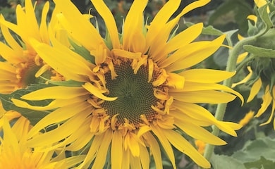 Ruffled sunflower variety