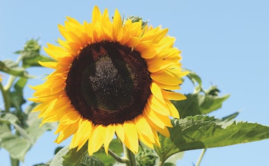 Singular giant sunflower variety