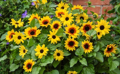 Sunflower 'Sunbelievable' in pot