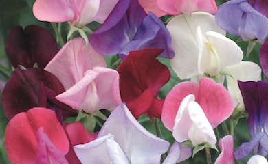 Sweet Pea 'Heirloom Bicolour Mixed' from Thompson & Morgan