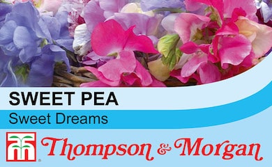 Sweet pea 'Sweet Dream' seed packet