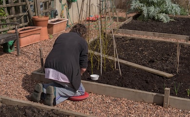 Woman sowing sweet pea in garden