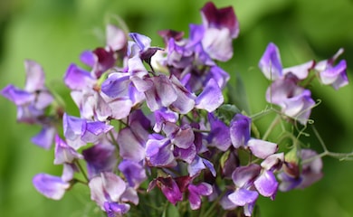 Purple sweet pea flowers
