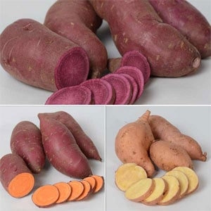 Sweet Potato Edible and Ornamental Trio