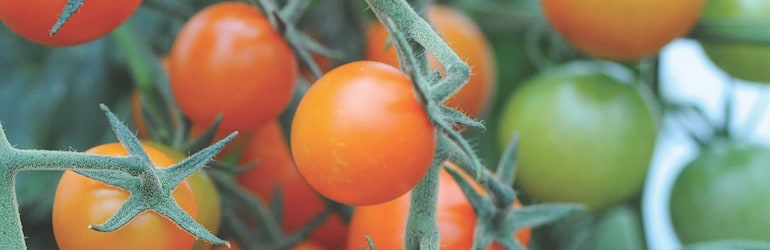 Tomato âSungoldâ from T&M