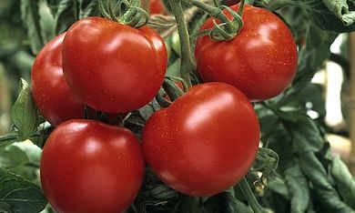 Tomato 'Craigella' - Heritage from Thompson & Morgan