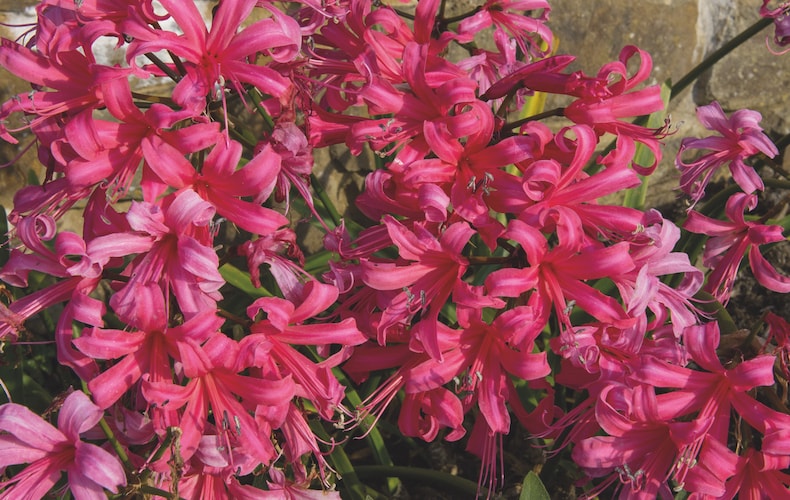 Closeup of pink nerine flowers