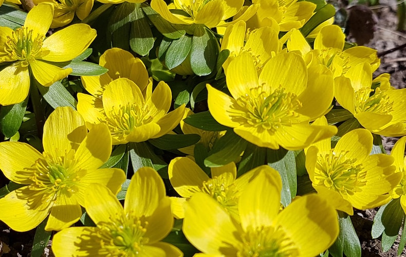 Collection of yellow winter aconite