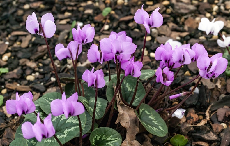 Cyclamen coum with green leaves