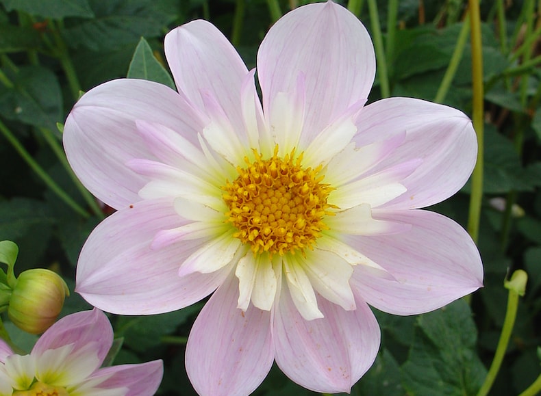 Purple dahlia with white and yellow centre