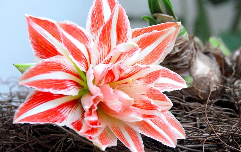 Red and white striped amaryllis