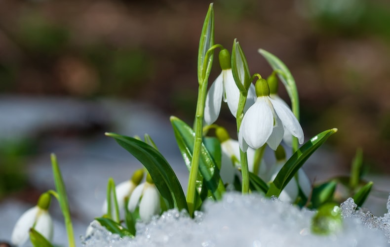 Snowdrops growing in snow