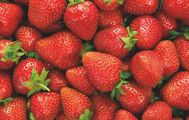Strawberry 'Elsanta' from Thompson & Morgan