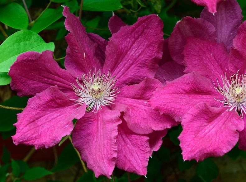 Clematis 'Ernest Markham' from T&M