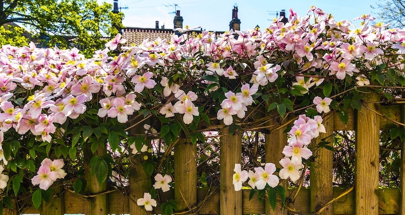 Clematis montana 'Mayleen' from T&M
