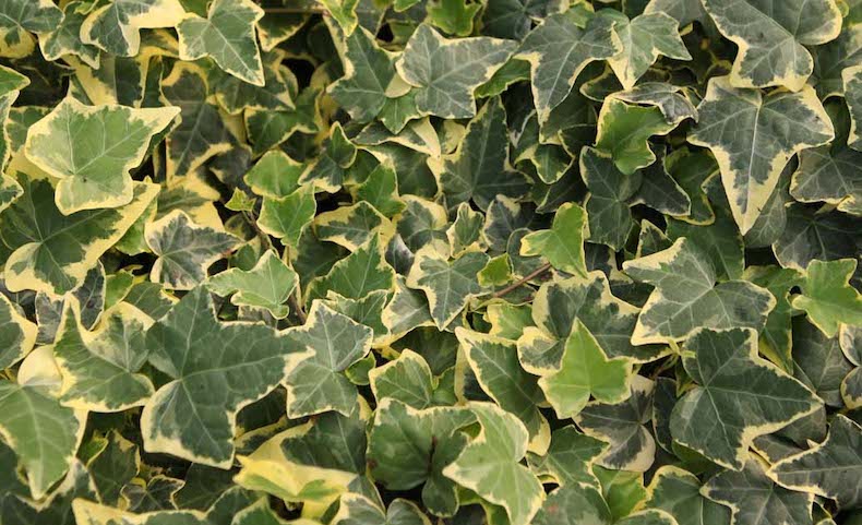 Hedera helix 'Goldheart' from T&M