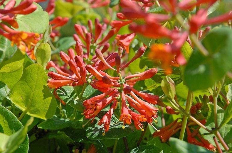 Honeysuckle 'Dropmore Scarlet' from T&M