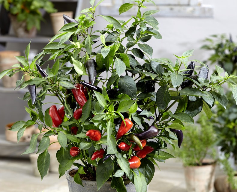 Chilli pepper 'Mamba Red' from T&M