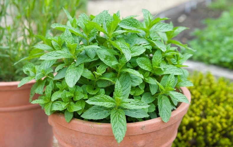 Mint growing in container