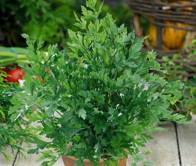 Parsley (flat leaved) from T&M