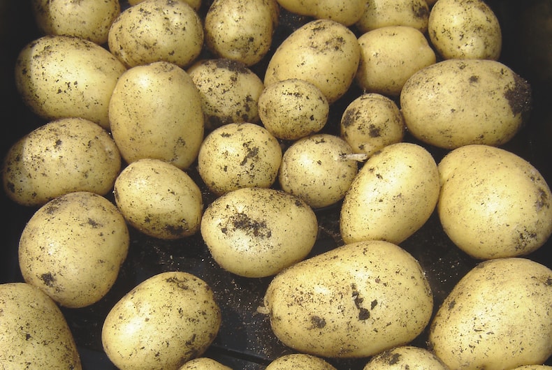 Potato 'Swift' from T&M