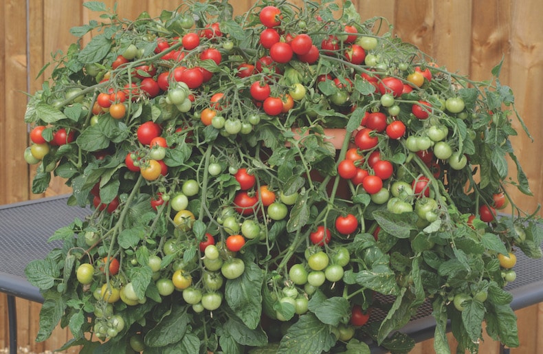 Tomato 'Red Profusion' from T&M