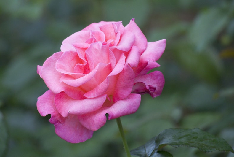 Rose 'Breeders Choice Pink' from Thompson & Morgan