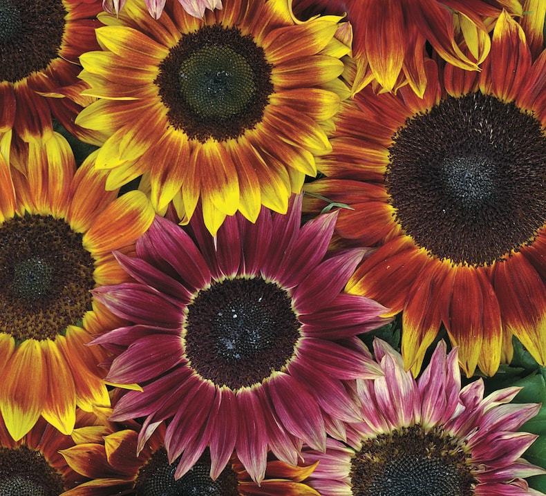 Sunflower 'Harlequin' from Thompson & Morgan