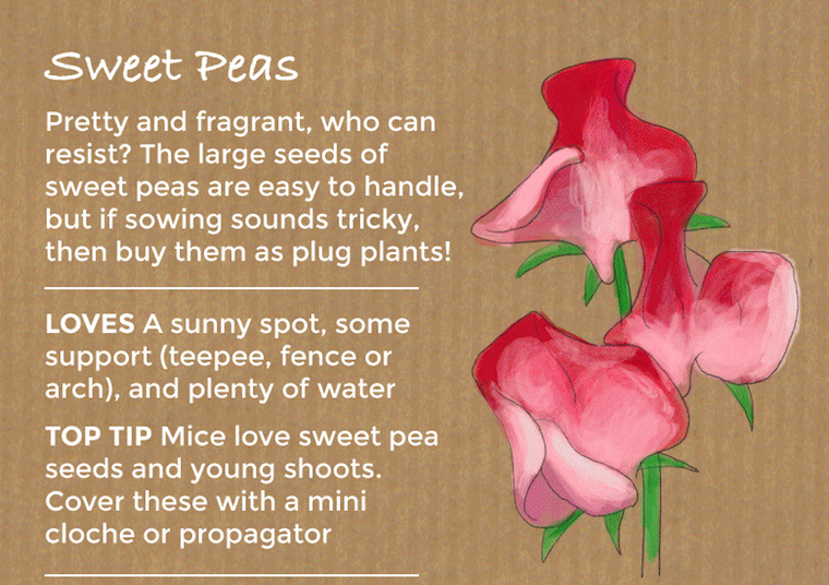 sweet peas