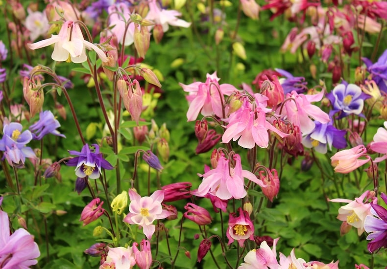 aquilegia biedermeier