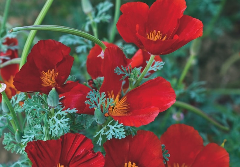 eschsholzia californian poppy red chief