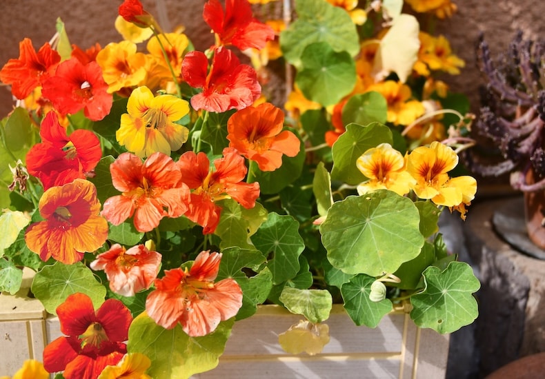 top ten easy to grow flowers top ten easy to grow flowers