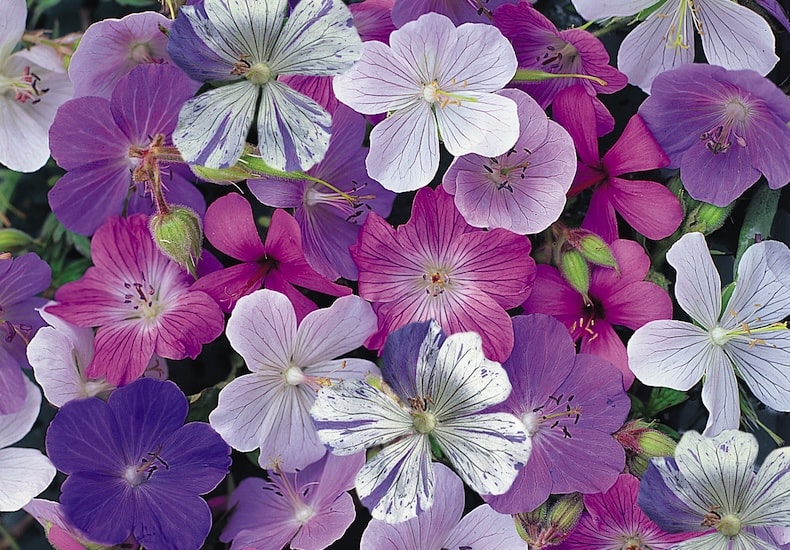 geranium reflections