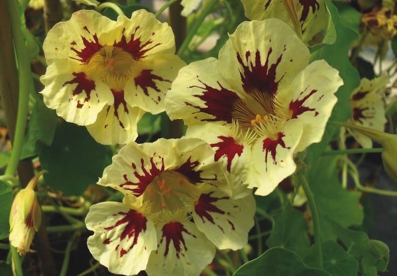 nasturtium chameleon