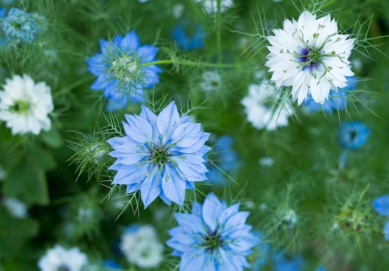 nigella (love-in-a-mist) miss jekyll