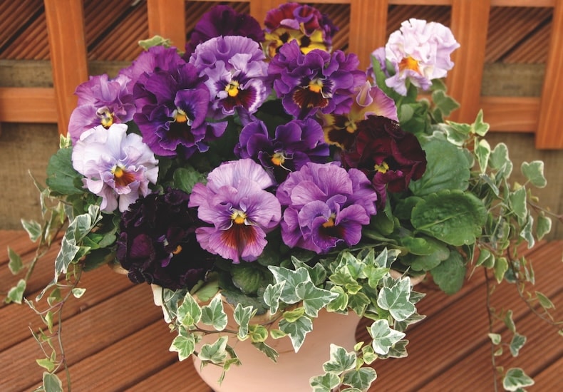 pansy moulin rouge
