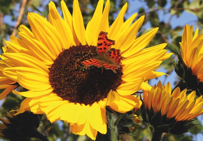 sunflower russian giant from T&M