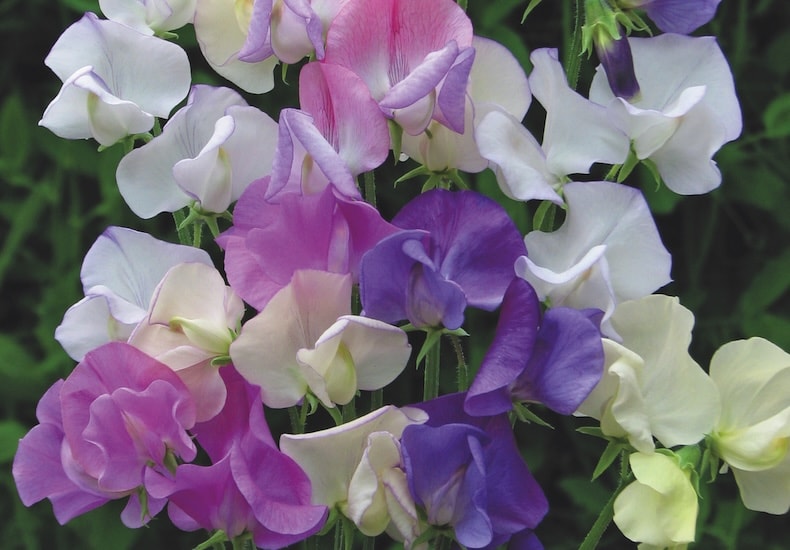 sweet pea scent infusion