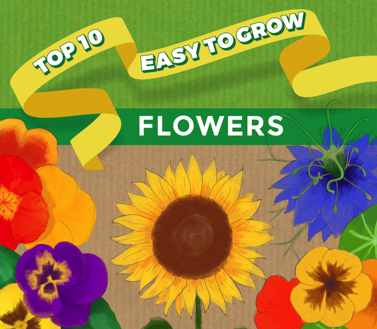 Top 10 easy to grow flowers