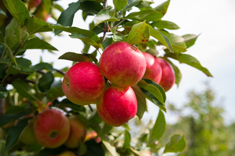 Apple Duo Patio Fruit Tree from Thompson & Morgan