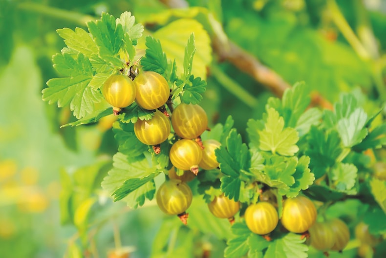 Gooseberry 'Giggles Gold' from Thompson & Morgan