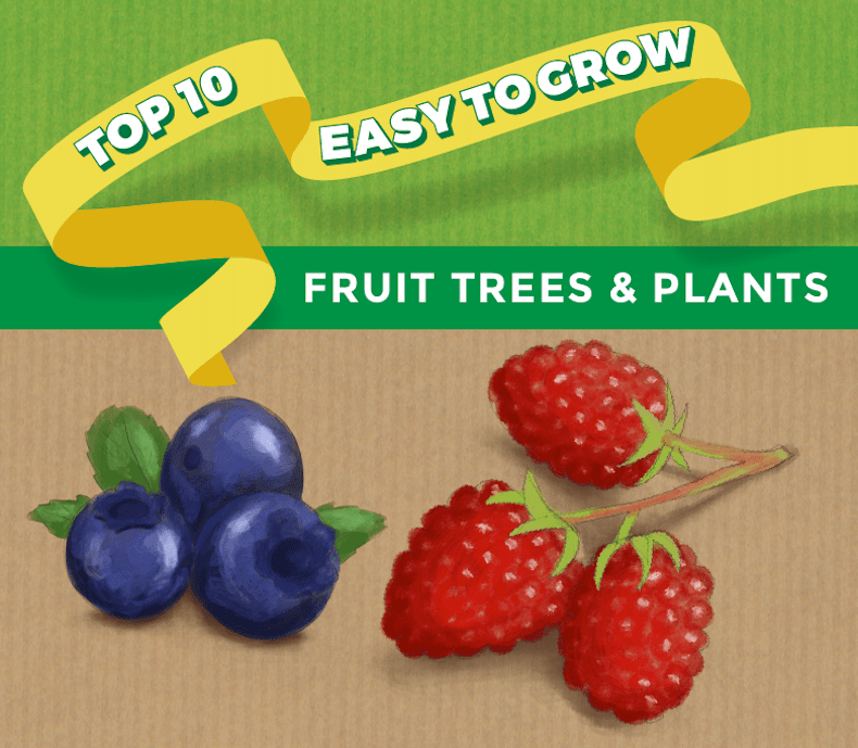 Top 10 Easy To Grow Fruit Infographic header