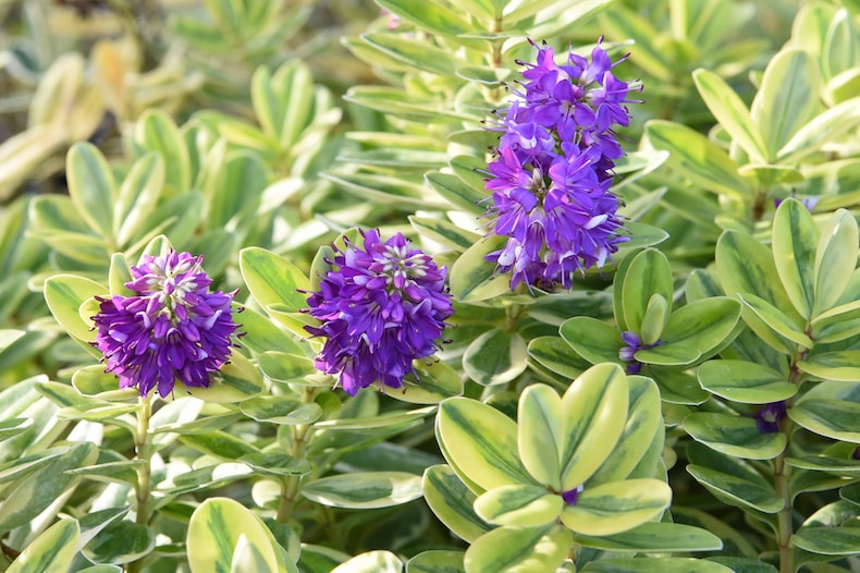 ornamental evergreen shrubs