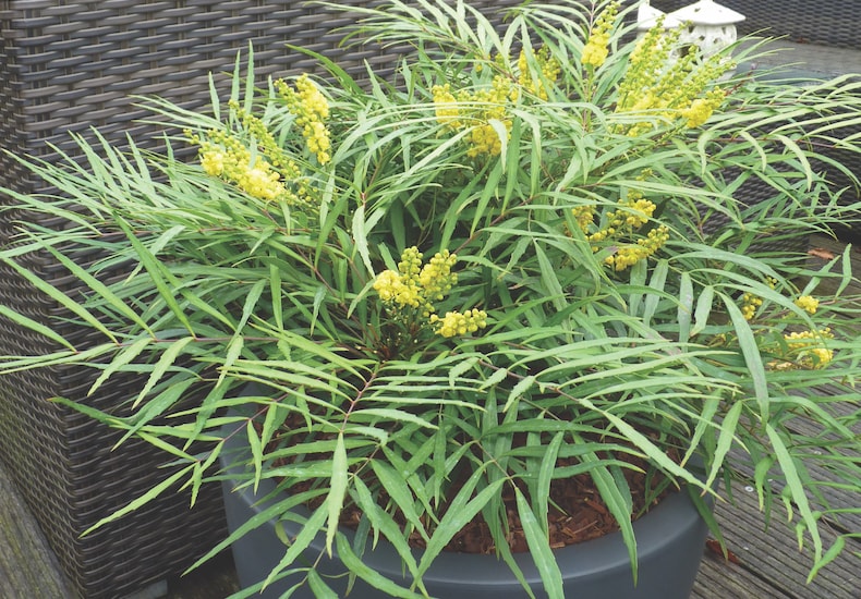 Mahonia 'Soft Caress' from T&M