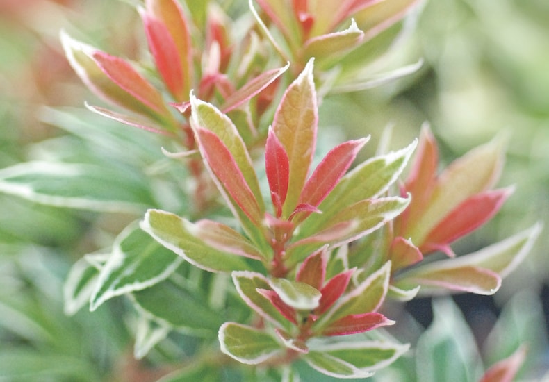 Pieris japonica 'Little Heath' from T&M