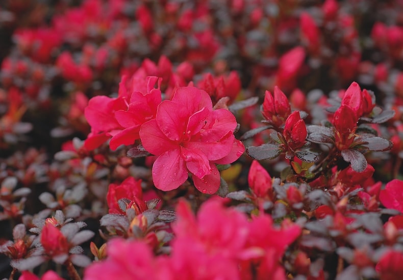 Azalea 'Dwarf Red' from T&M