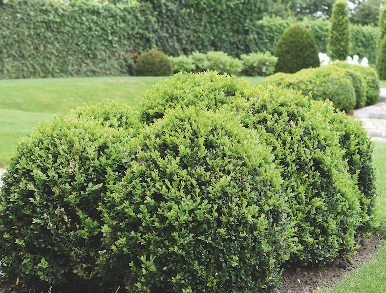 Buxus sempervirens (Common Box) from T&M